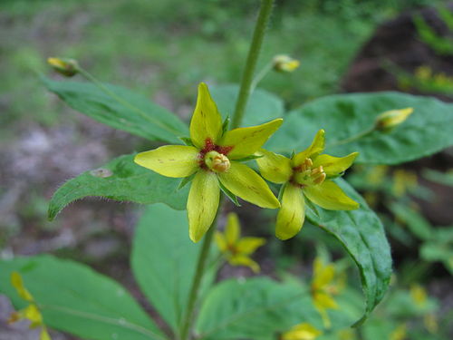 Lysimachia quadrifolia